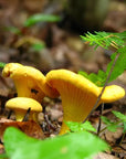 chanterelles-gourmet-sauvage