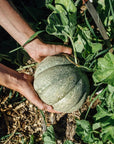 melon-montreal-ensemble-culture-nutritionniste-urbain-fruit-mains