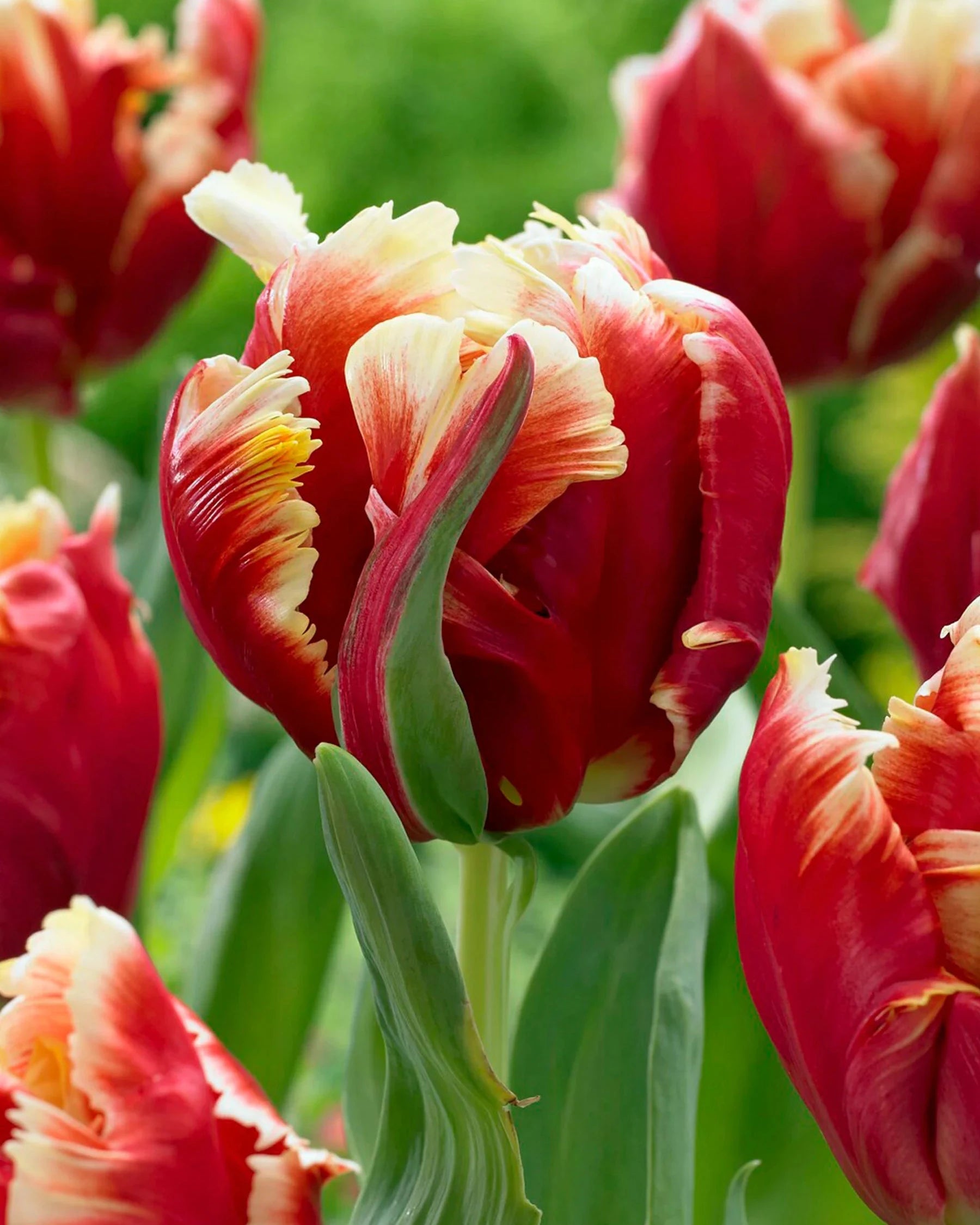 Bouquet de tulipes
