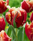 Bouquet de tulipes