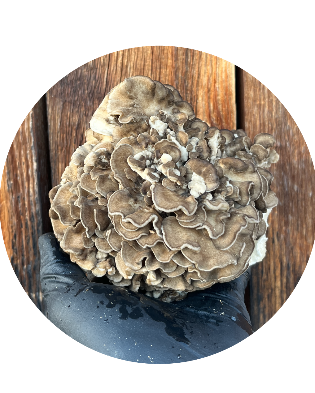 Maïtake par Rose et Lion_Microferme de champignons