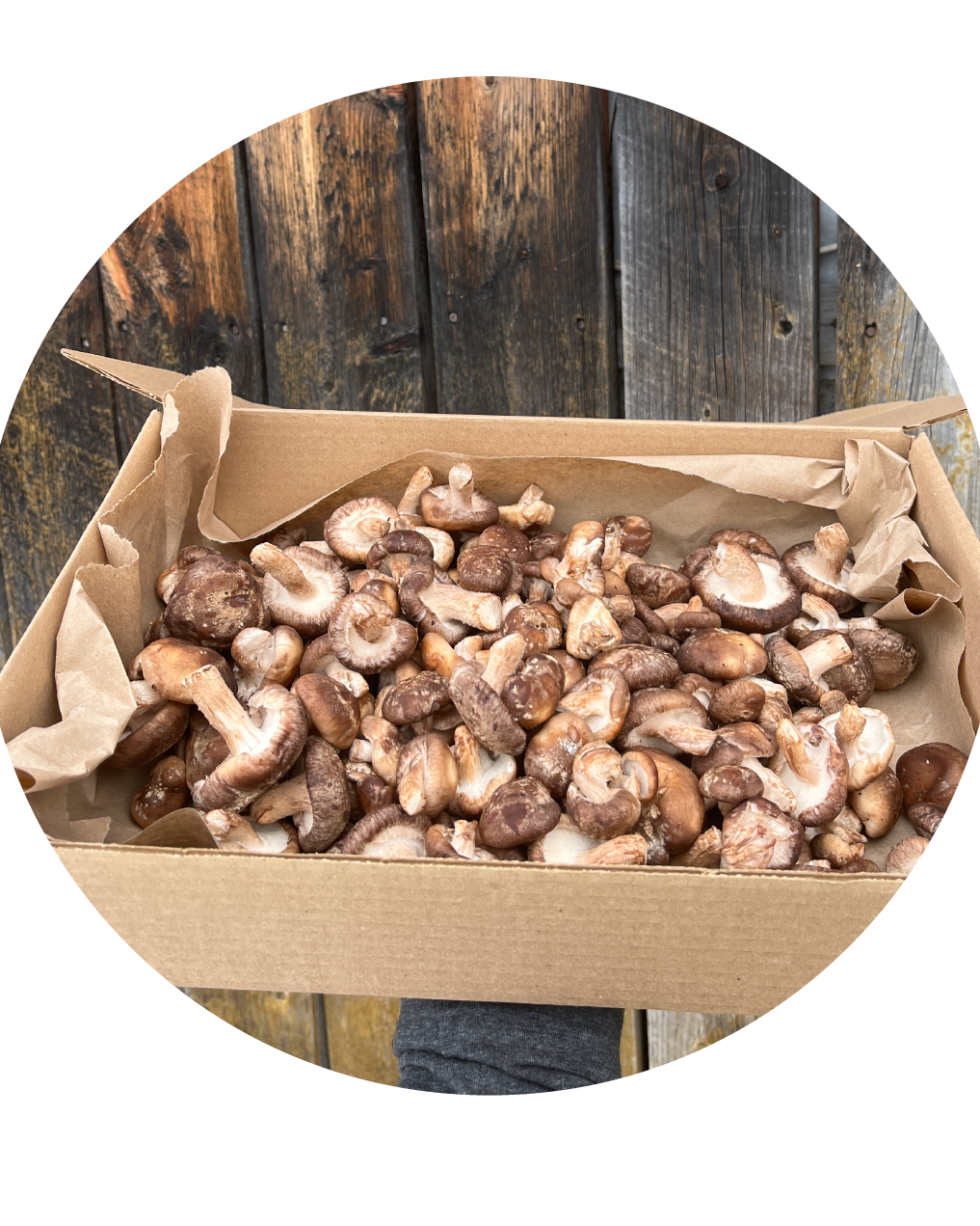 Shiitake par Rose et Lion_Microferme de champignons