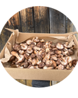 Shiitake par Rose et Lion_Microferme de champignons