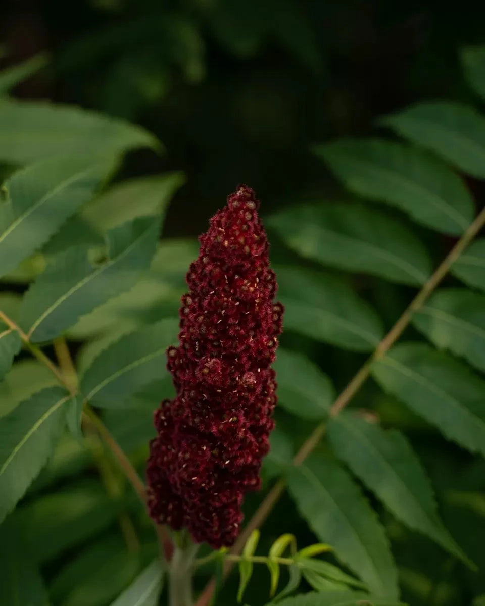 Vinaigrier sumac