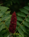 Vinaigrier sumac