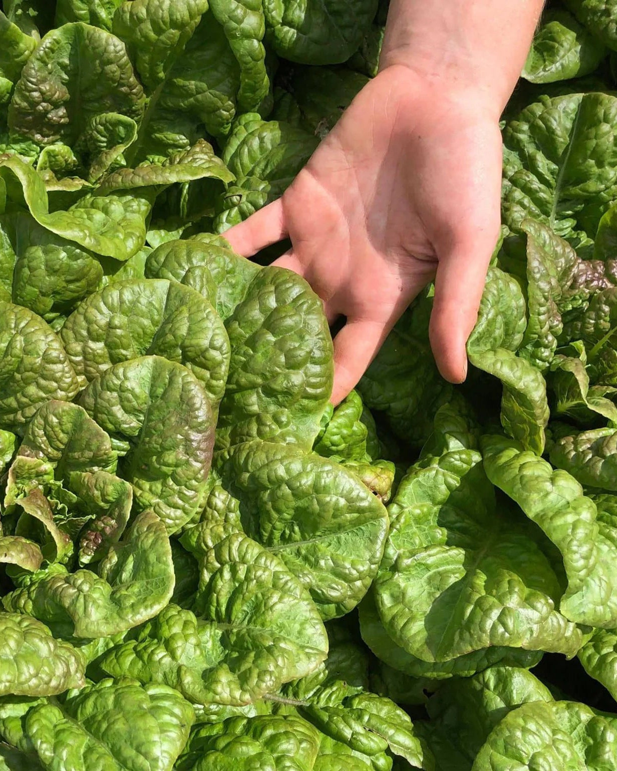 Coffret de Semences ancestrales, Collection patrimoine québécois par le nutritionniste urbain