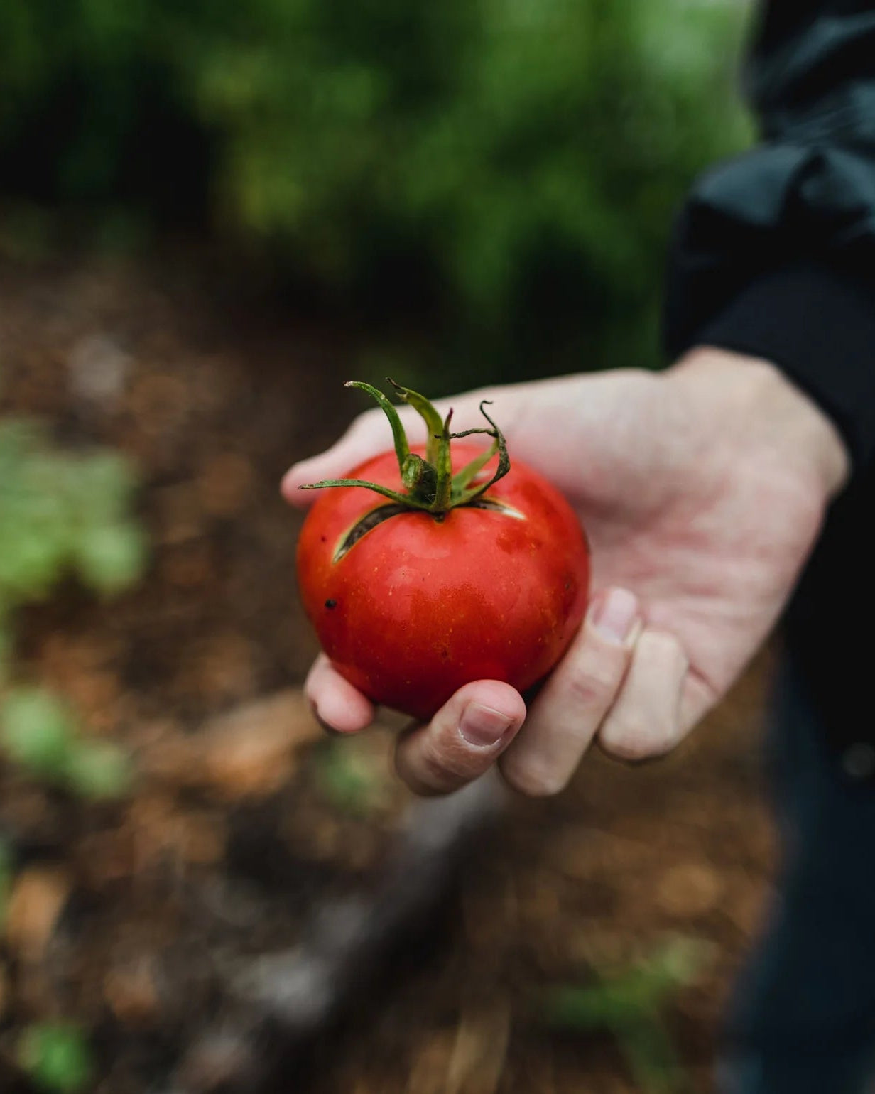 Coffret de Semences ancestrales, Collection patrimoine québécois par le nutritionniste urbain