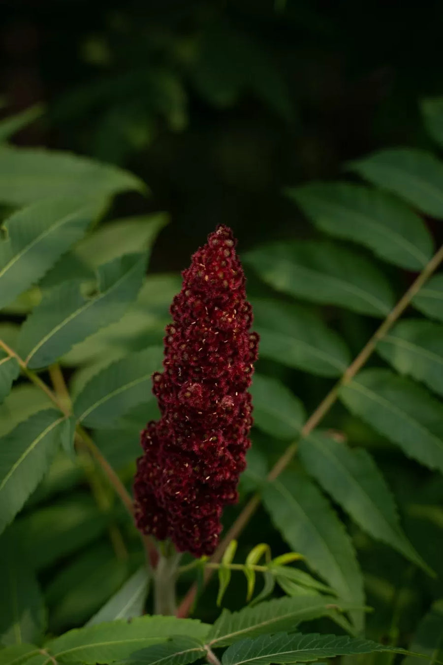 Vinaigrier sumac