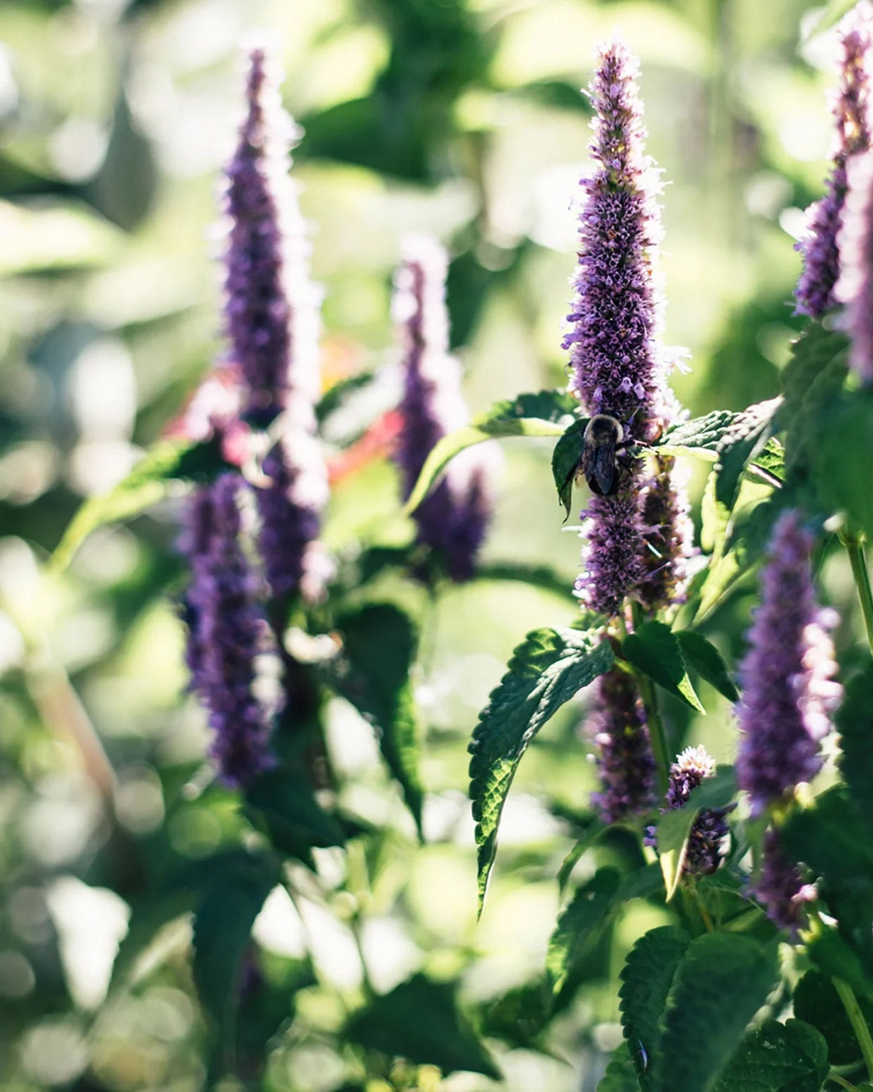 Coffret de Semences : Fleurs pour abeilles et pollinisateurs, par le nutritionniste urbain