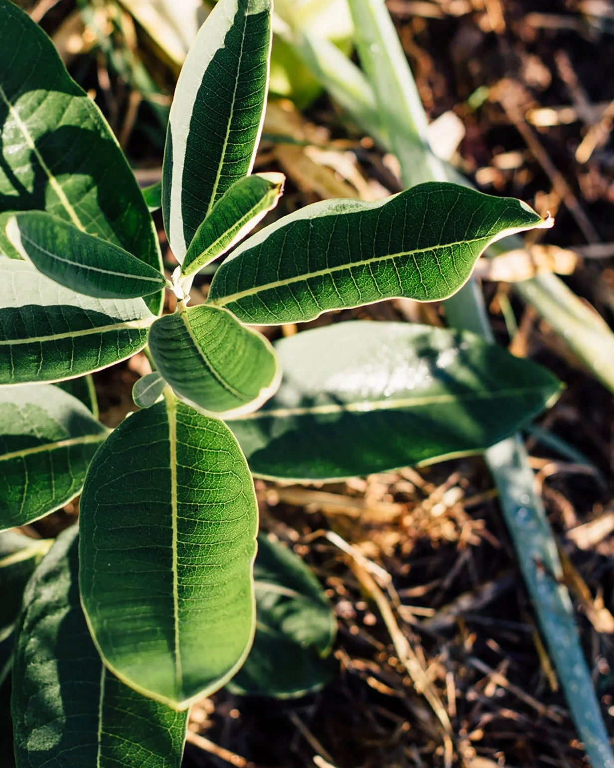 Coffret de Semences : Fleurs pour abeilles et pollinisateurs, par le nutritionniste urbain