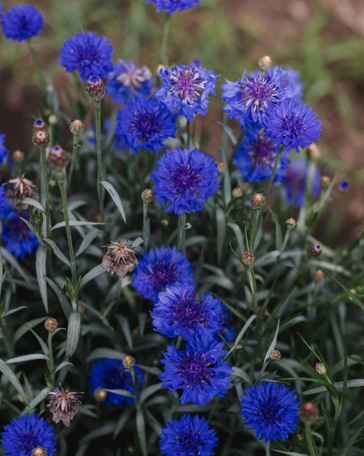 Coffret de Semences : Fleurs pour abeilles et pollinisateurs, par le nutritionniste urbain