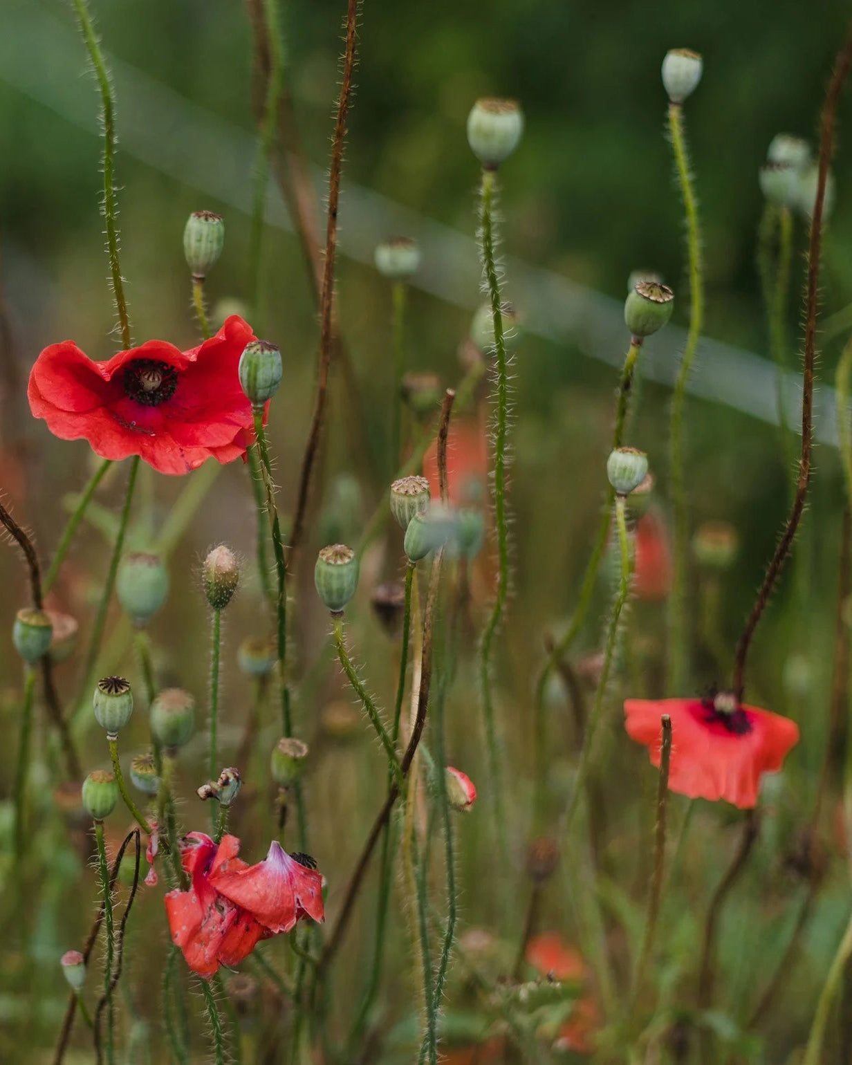 Coffret de Semences : Fleurs pour abeilles et pollinisateurs, par le nutritionniste urbain
