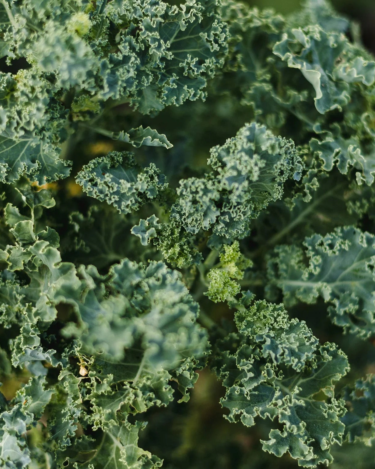 Coffret de Semences : Potager de la mi-ombre par le Nutritionniste Urbain