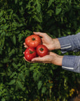 Coffret de Semences | Collection de tomates