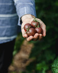 Coffret de Semences | Collection de tomates