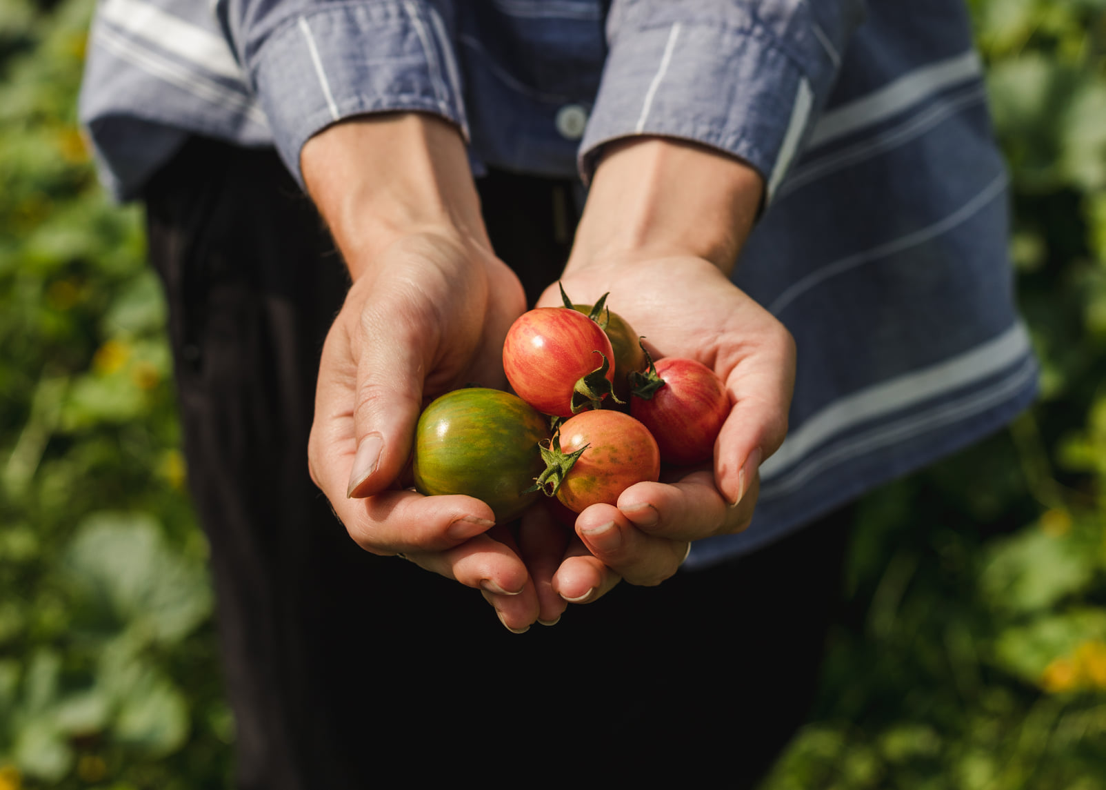 Coffret de Semences | Collection de tomates