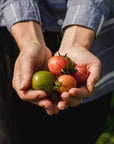 Coffret de Semences | Collection de tomates