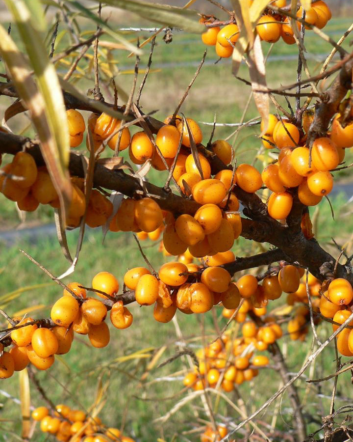 argousier-fruits-ferme-dachille